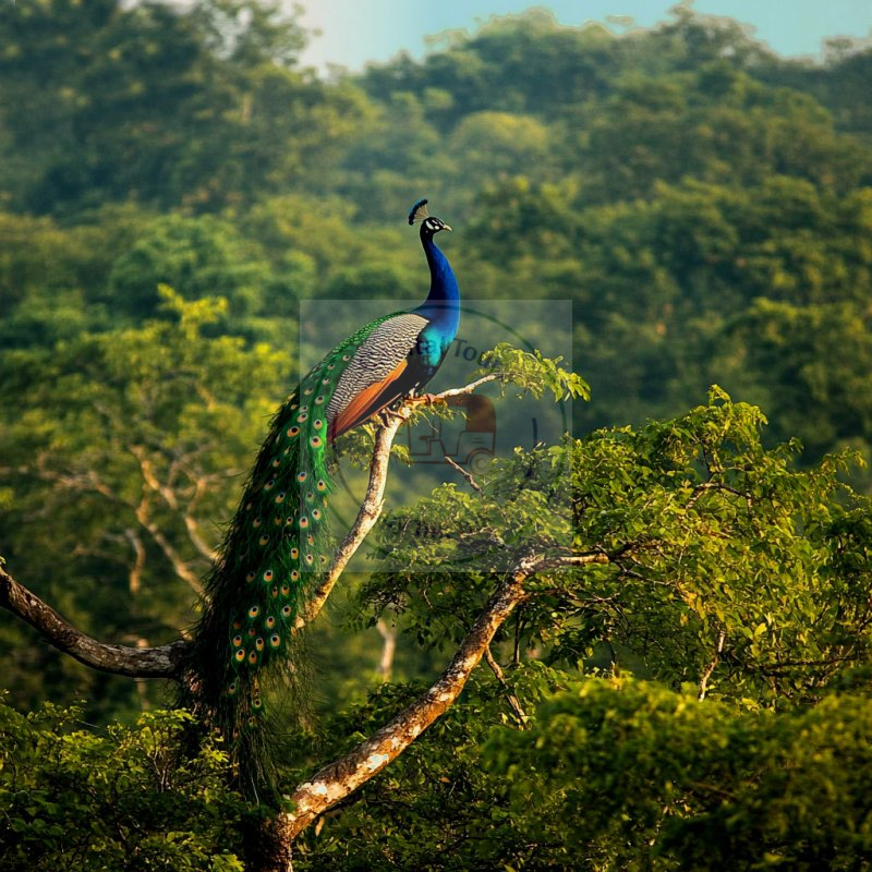 Yala National Park Private Jeep Safari from Colombo & Negombo